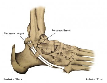 sports medicine running injury runner injury peroneal tendons peroneal tendonitis foot ankle  